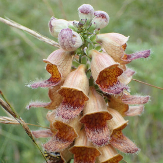Rusty Foxglove Flower Seeds for Planting – Heirloom, Non-GMO, Easy to Grow, Perennial