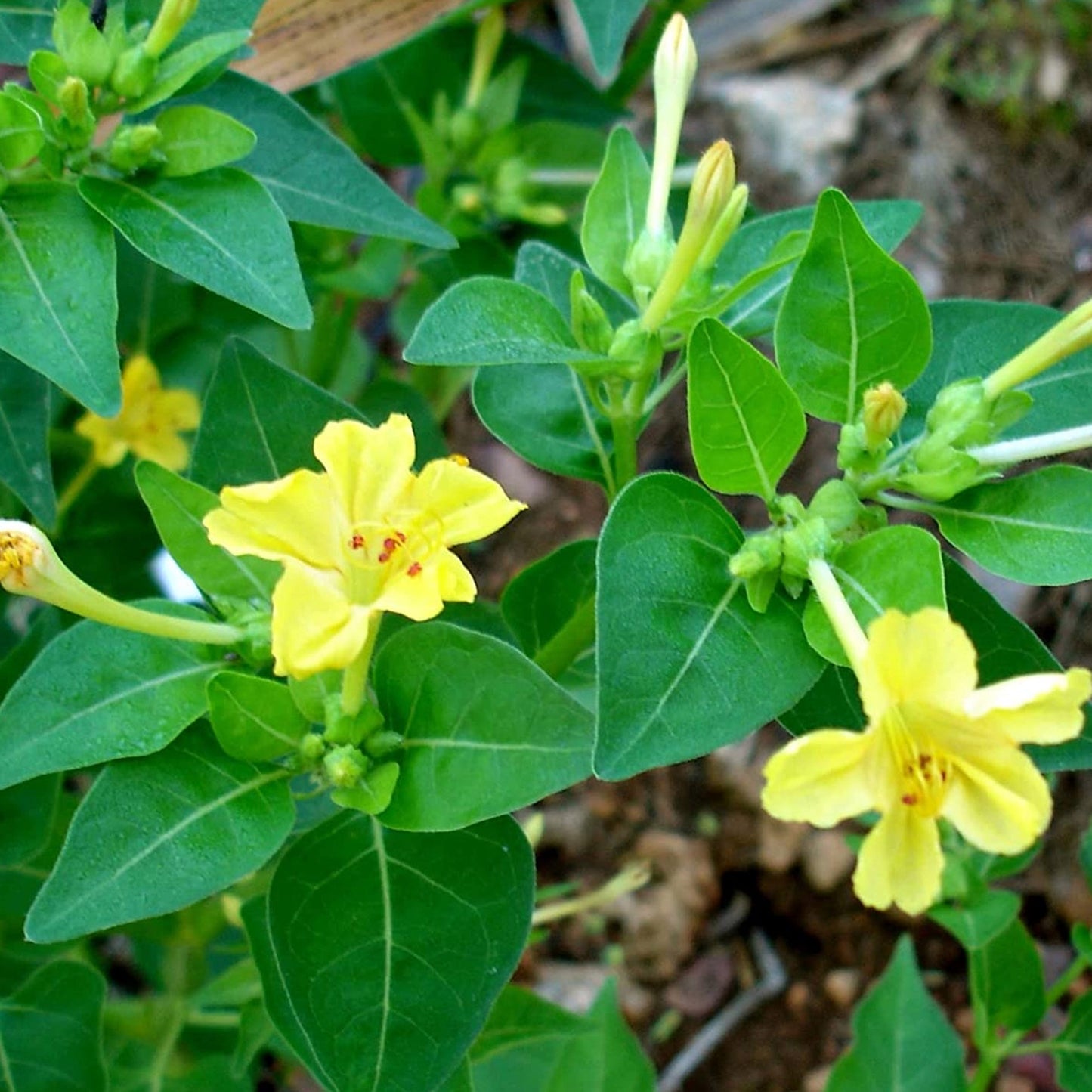 Graines de fleur de gloire du matin jaune