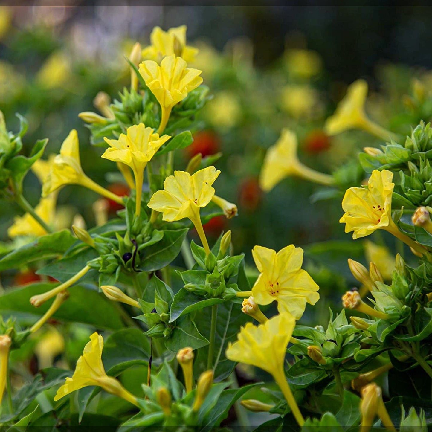 Graines de fleur de gloire du matin jaune