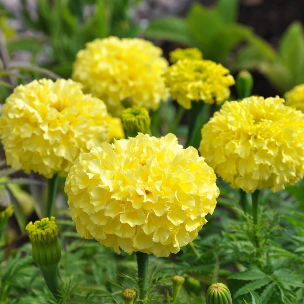 Mexican Marigold Flower seeds for Planting Seasonal Bloomer Heirloom & GMO Free Seeds for Home Garden
Sale seeds for home garden planting