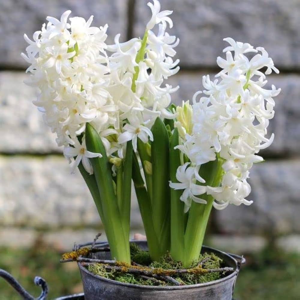 White Hyacinthus Orientalis Flower seeds for Planting Low Maintenance Heirloom & GMO Free Seeds for Home Garden
Sale seeds for home garden planting