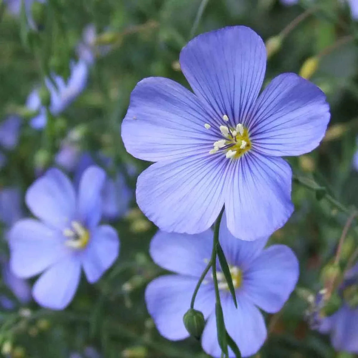 Linum Flower seeds for Planting Drought Tolerant Heirloom & GMO Free Seeds for Home Garden
Sale for planting in home garden