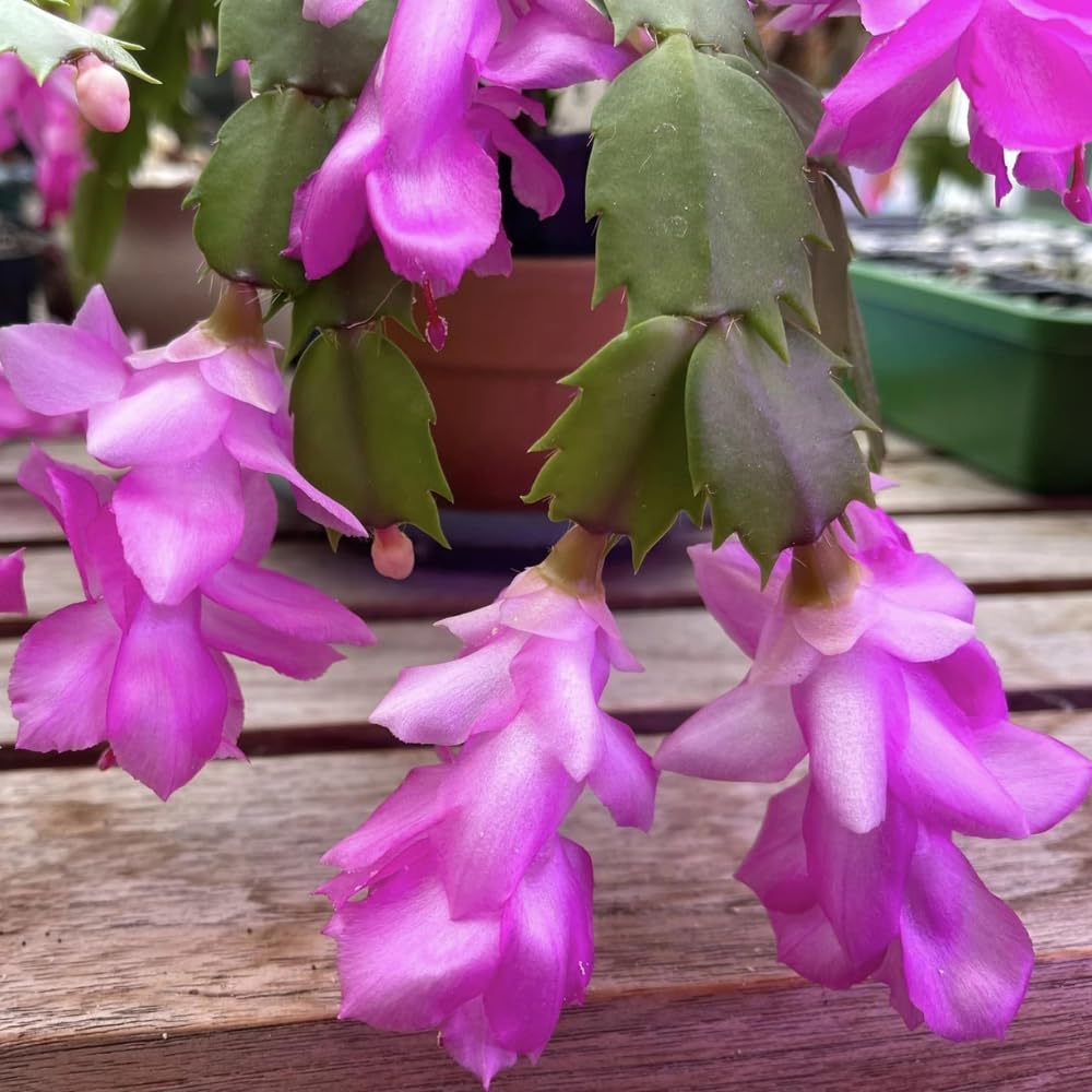 Lavender Schlumbergera Flower seeds for Planting Hardy Variety Heirloom & GMO Free Seeds for Home Garden
Sale seeds for home garden planting