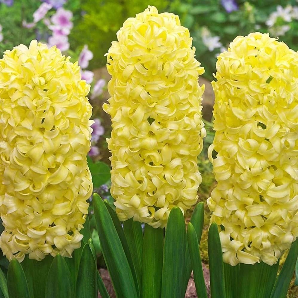 Yellow Hyacinthus Orientalis Flower seeds for Planting Perfect for Borders Heirloom & GMO Free Seeds for Home Garden
Sale seeds for home garden planting
