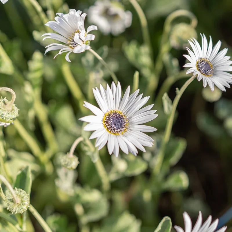 White Arctotis Flower seeds for Planting Long Bloom Season Heirloom & GMO Free Seeds for Home Garden
Sale seeds for home garden planting