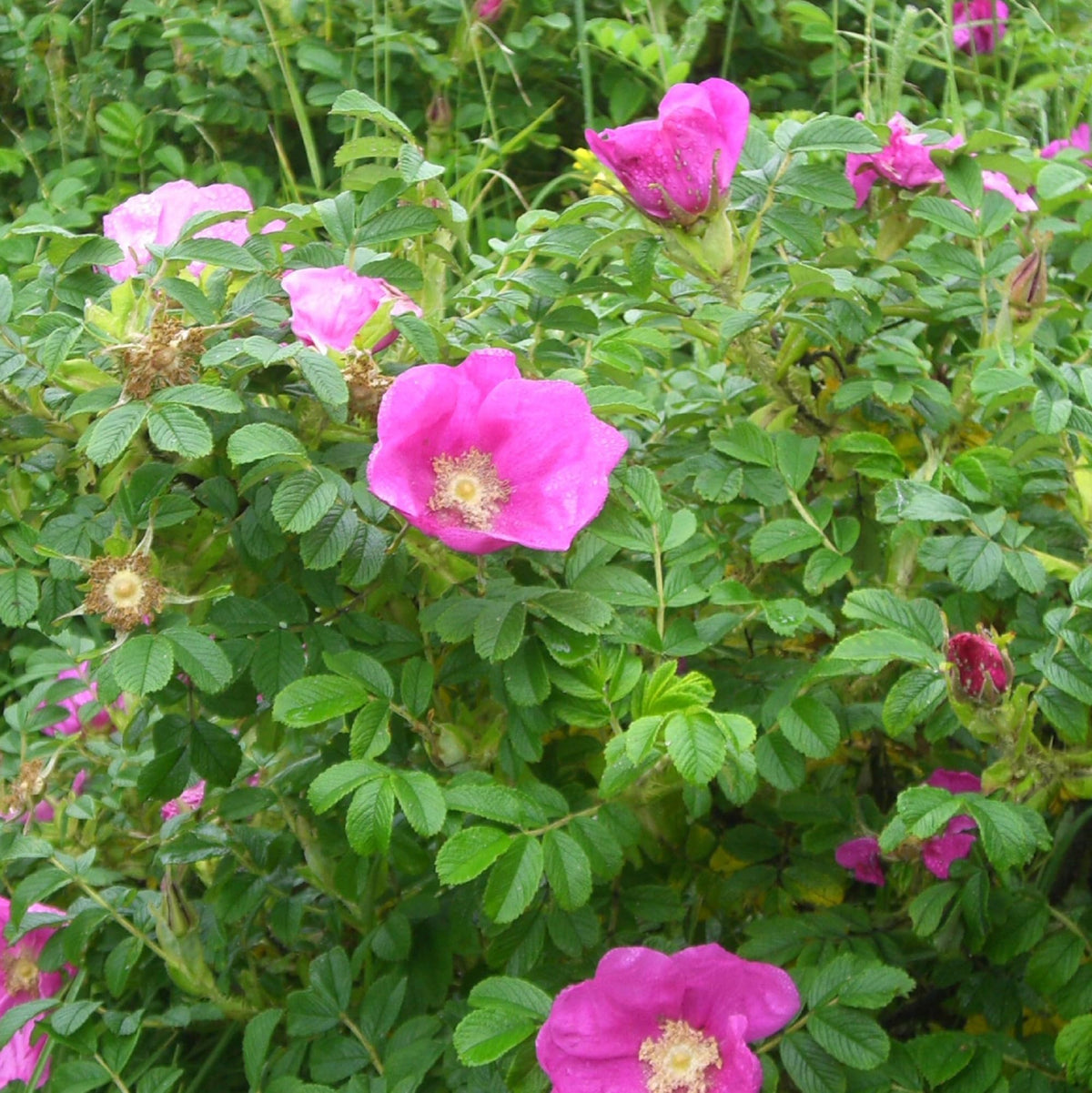 Pink Rugosa Flower seeds for Planting Garden Favorite Heirloom & GMO Free Seeds for Home Garden
Sale seeds for home garden planting