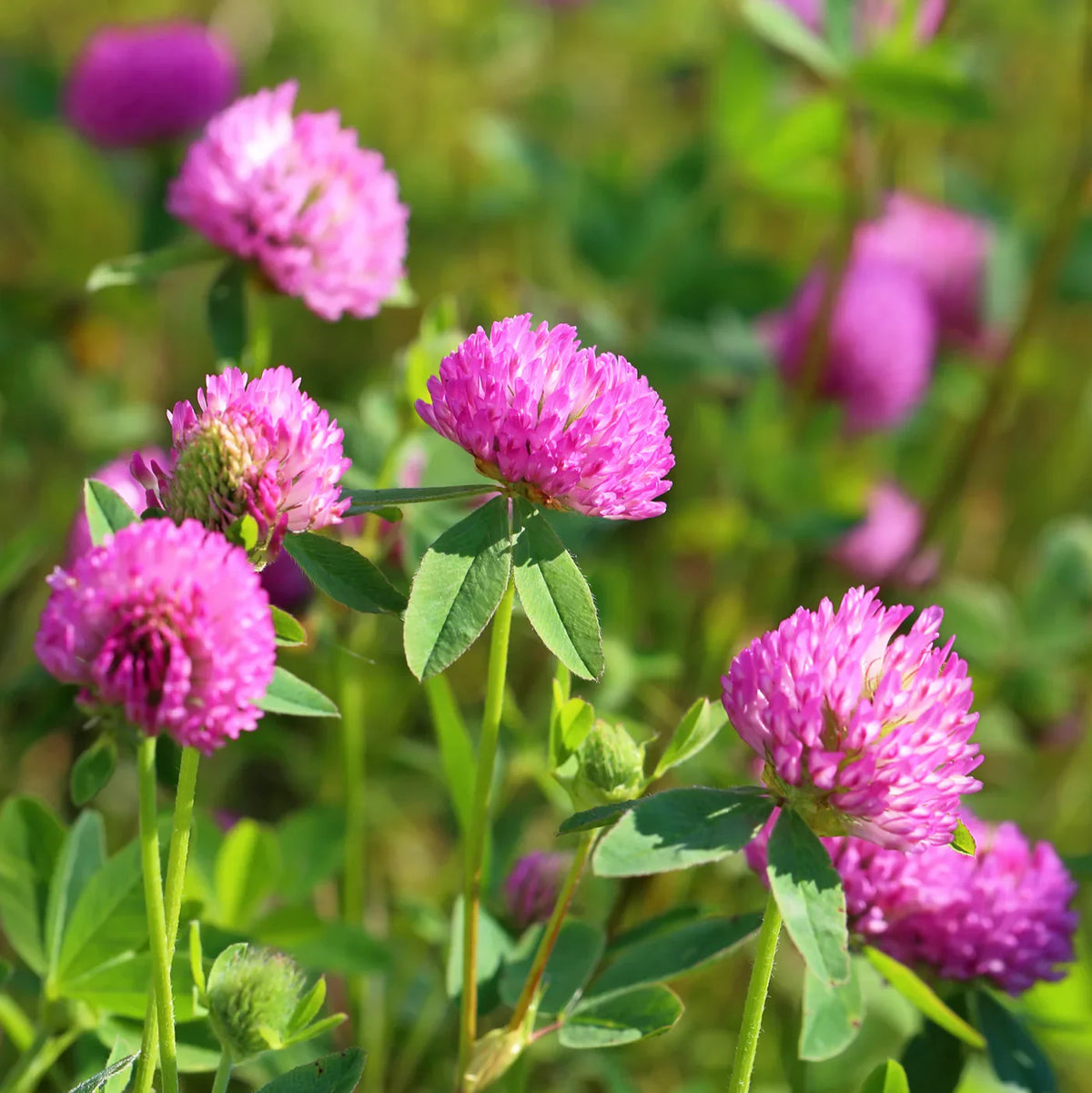 Pink Clover Flower seeds for Planting - Premium Quality, Heirloom & GMO Free Seeds for Home Garden
Sale for planting in home garden