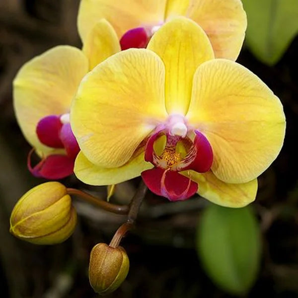 Phalaenopsis Orchid Flower seeds for Planting Pollinator Friendly Heirloom & GMO Free Seeds for Home Garden
Sale seeds for home garden planting