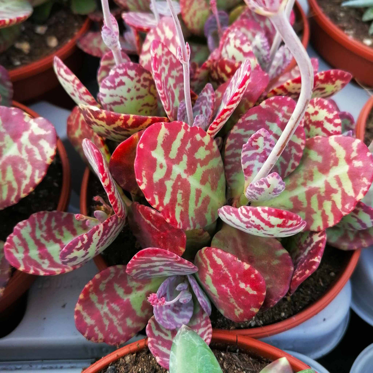 Kalanchoe Humilis Flower seeds for Planting Shade Tolerant Heirloom & GMO Free Seeds for Home Garden
Sale seeds for home garden planting