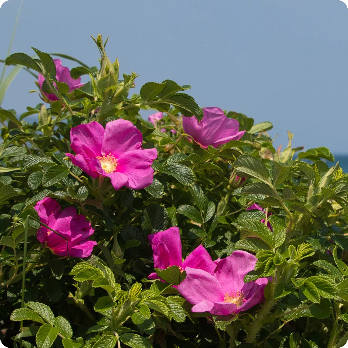 Rosa Rugosa Flower seeds for Planting - Low Maintenance, Heirloom & GMO Free Seeds for Home Garden
Sale seeds for planting in home garden