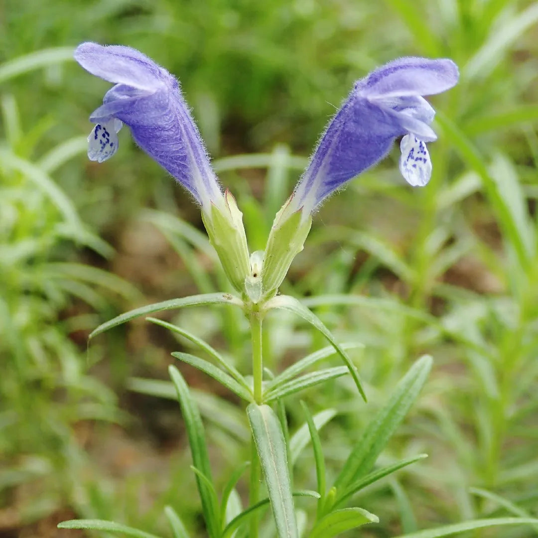 Dracocephalum Flower seeds for Planting Easy to Grow Heirloom & GMO Free Seeds for Home Garden
Sale seeds for home garden planting