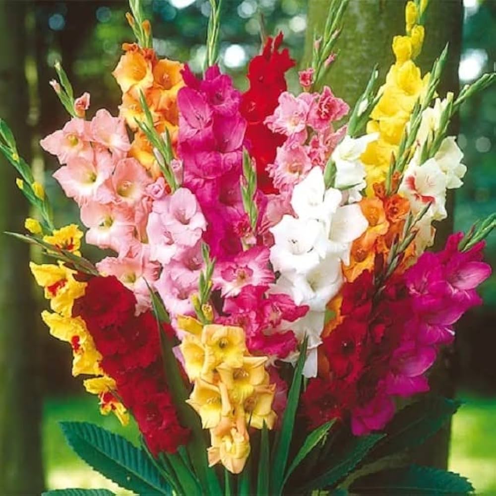 Perennial Gladiolus Flower seeds for Planting Bright Blooms Heirloom & GMO Free Seeds for Home Garden
Sale seeds for home garden planting