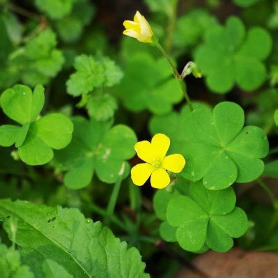 Green Leaf Clover Flower seeds for Planting Colorful Display Heirloom & GMO Free Seeds for Home Garden
Sale seeds for home garden planting