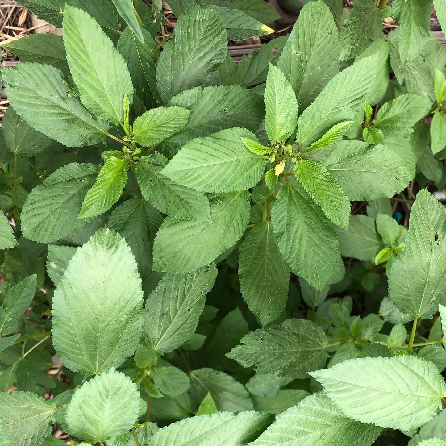 Graines d'herbe de Molokhia épinard égyptien