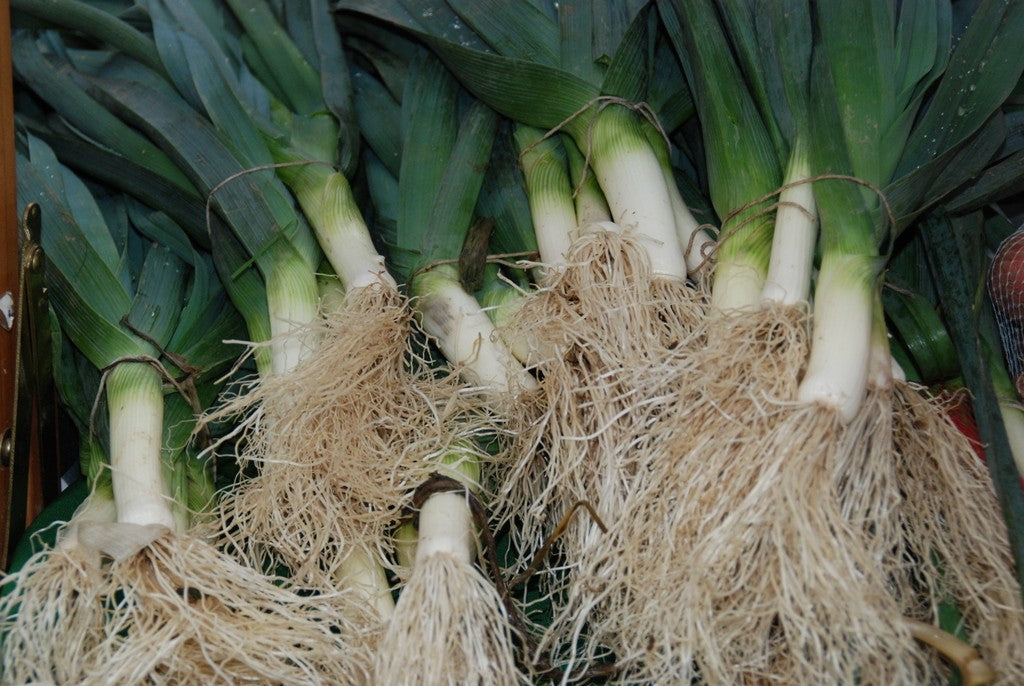 Giant Musselburgh Leek Seeds