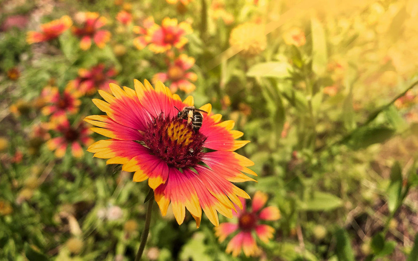 Texas/Oklahoma Wildflower Seeds