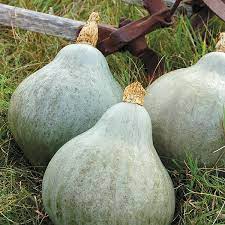 Graines de courge Hubbard bleue