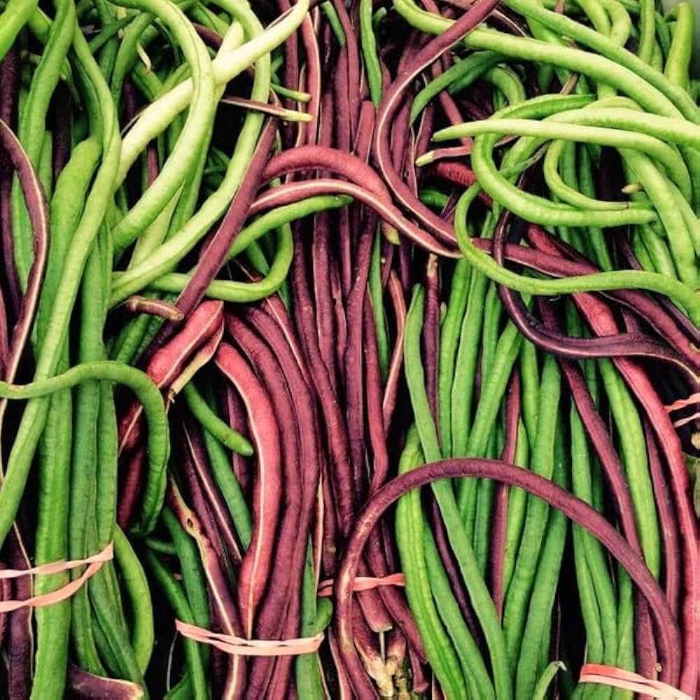 Red Noodle Asparagus Bean Seeds