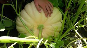Long Island Cheese Squash Seeds