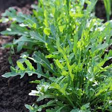 „Astro“ Rucola Samen