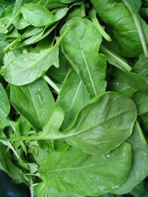Ohio Erbstück Rucola Samen
