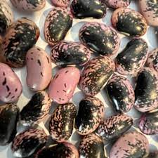 D'Allesandro Scarlet Runner Beans