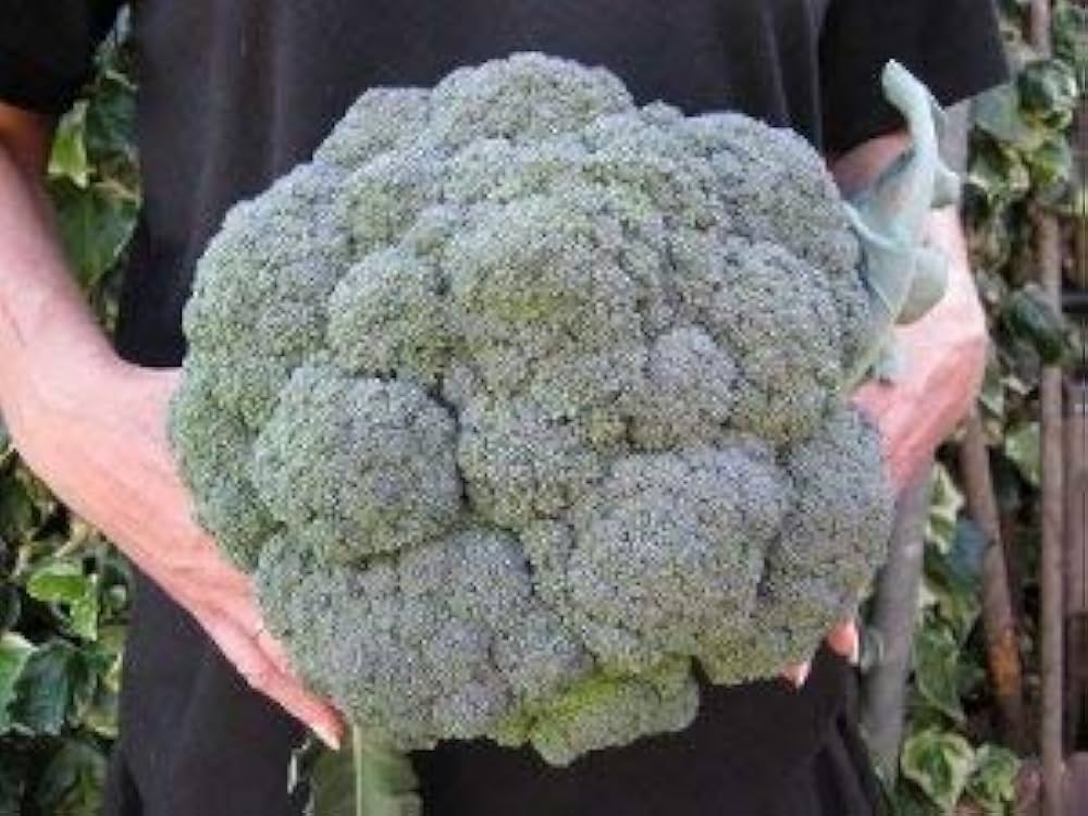 Semi di broccoli Gardeners Basics
