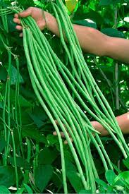 Graines de haricot à rames longues d'asperge orientale Snake