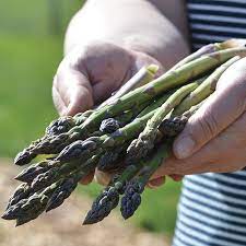 Graines d'asperge Jersey Knight