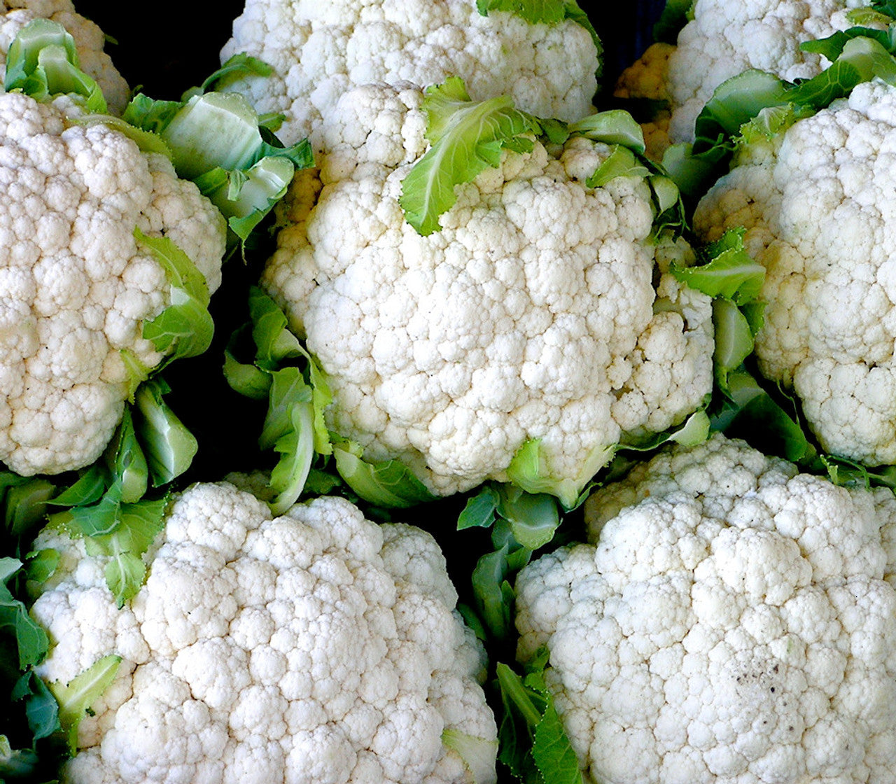 Cold-Hardy White Heads Igloo Cauliflower Seeds