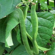 Scarlet Emperor, Runner Bean