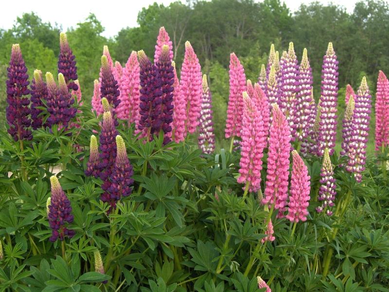 Lupine Wildflower Seeds