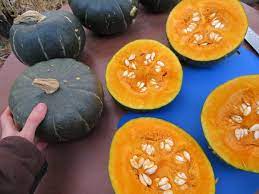 Semi di zucca invernale Burgess Buttercup