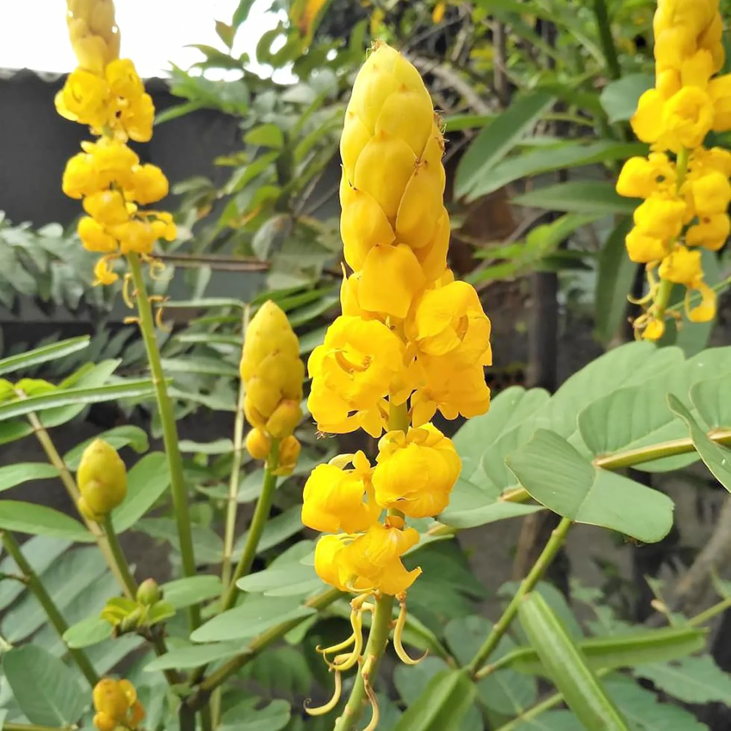 Cassia Alata Flower Seeds