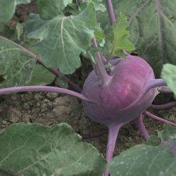 Kolibri F1 Hybrid Kohlrabi Seeds
