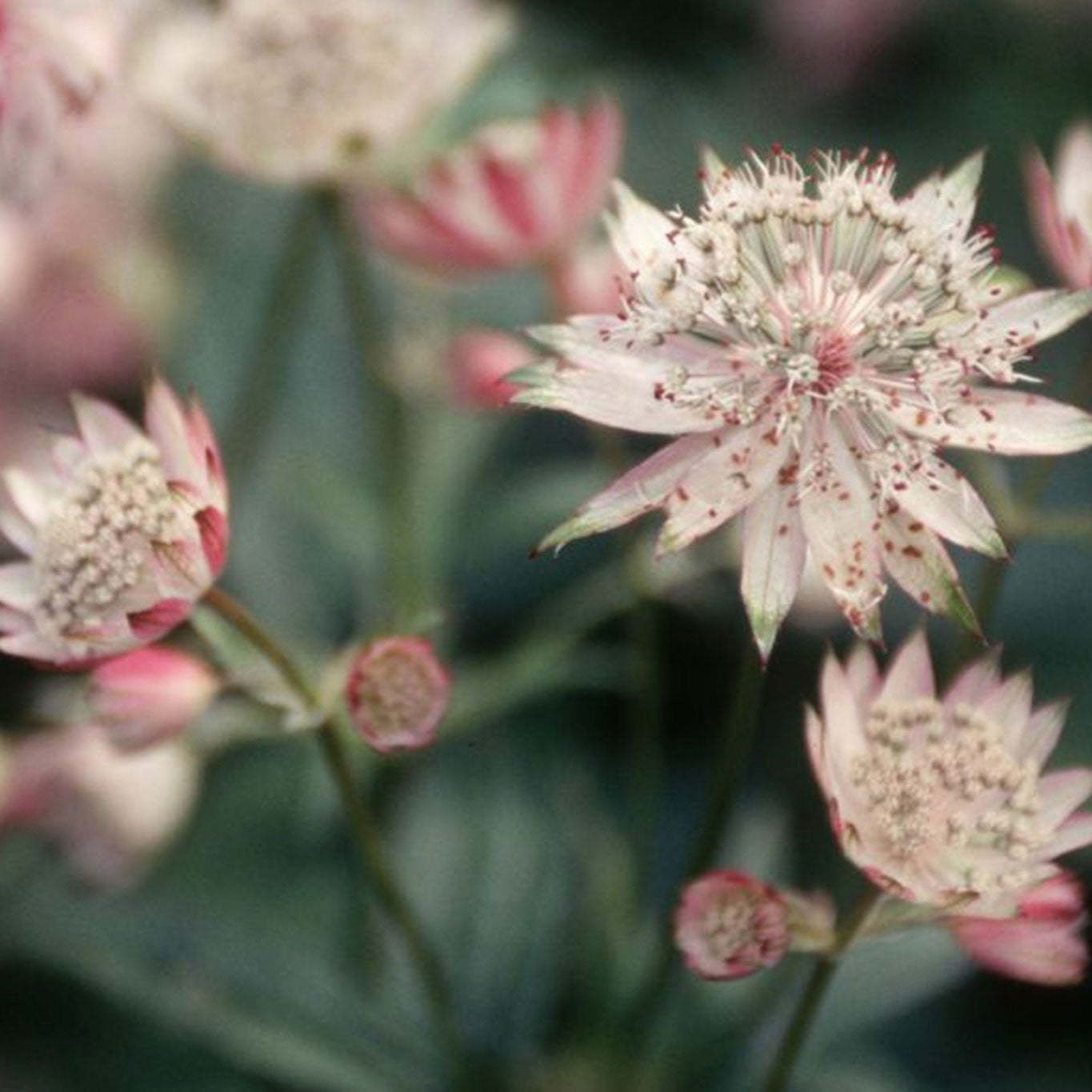 Astrantia Major 'Rose Symphony' Flower Seeds