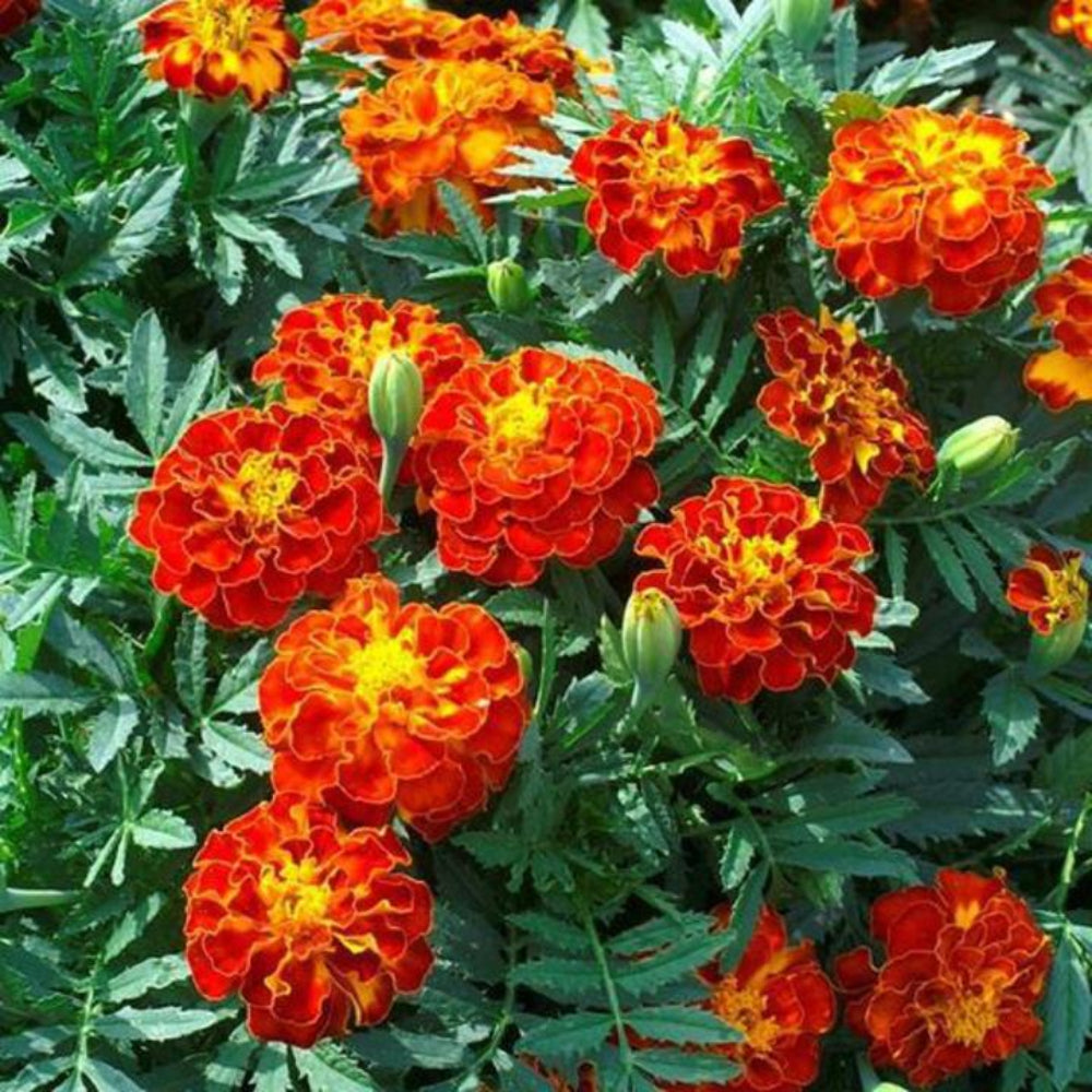 French Marigold 'Durango Bolero' – Vibrant & Compact Garden Flower