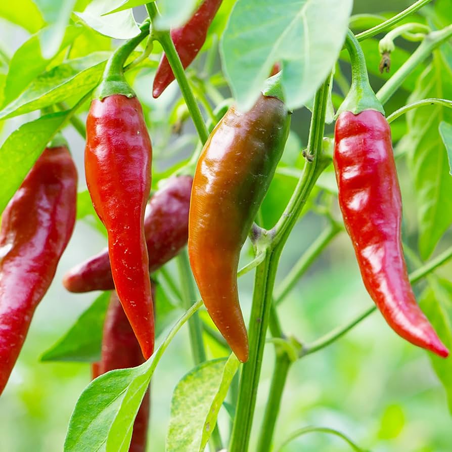 Semi di Peperoncino Piccante per Piantare