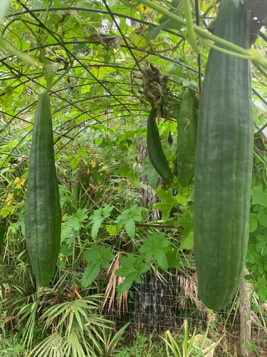 伝統的なヘチマの種 – 非遺伝子組み換え