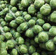 Brussels Sprout Seeds