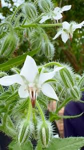 White Borage Seeds for Garden Planting