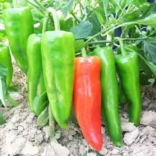 Semi di Peperoncino Piccante per Piantare