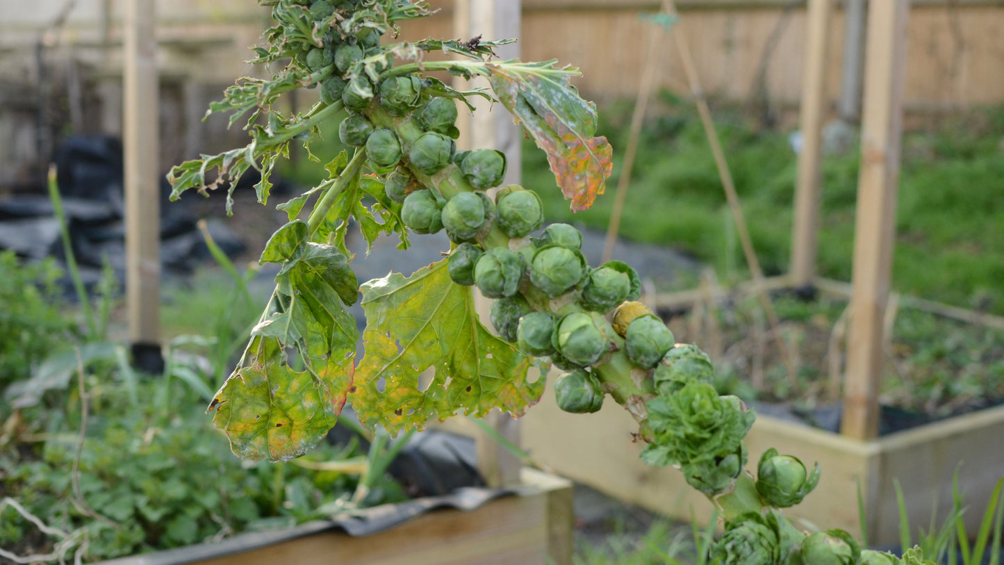 Brussels Sprout Seeds