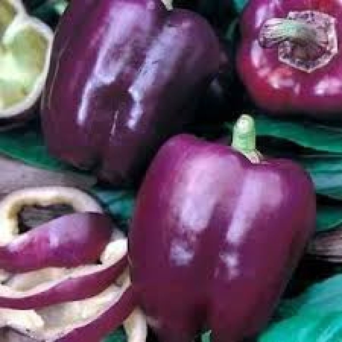 Graines de poivron doux - violet