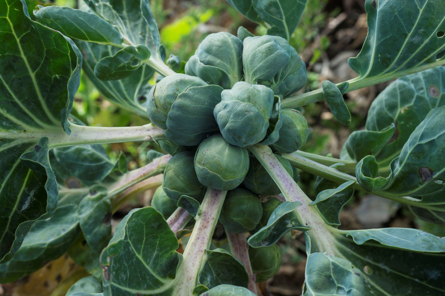 Brussels Sprout Seeds
