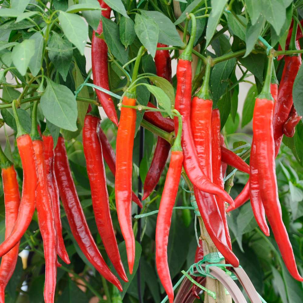 Semi di Peperoncino Piccante per Piantare