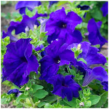 Petunias Seeds Color Blue
