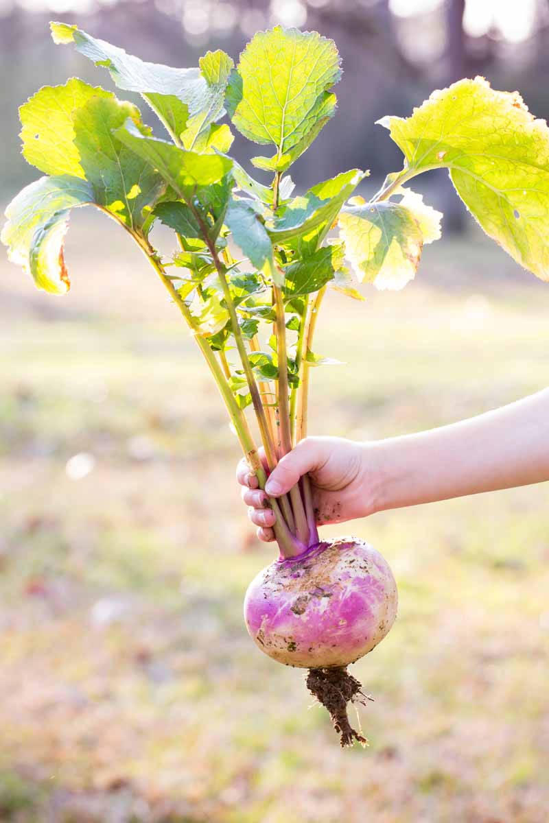 Turnip Seeds - Non-GMO