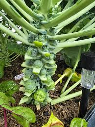 Brussels Sprout Seeds