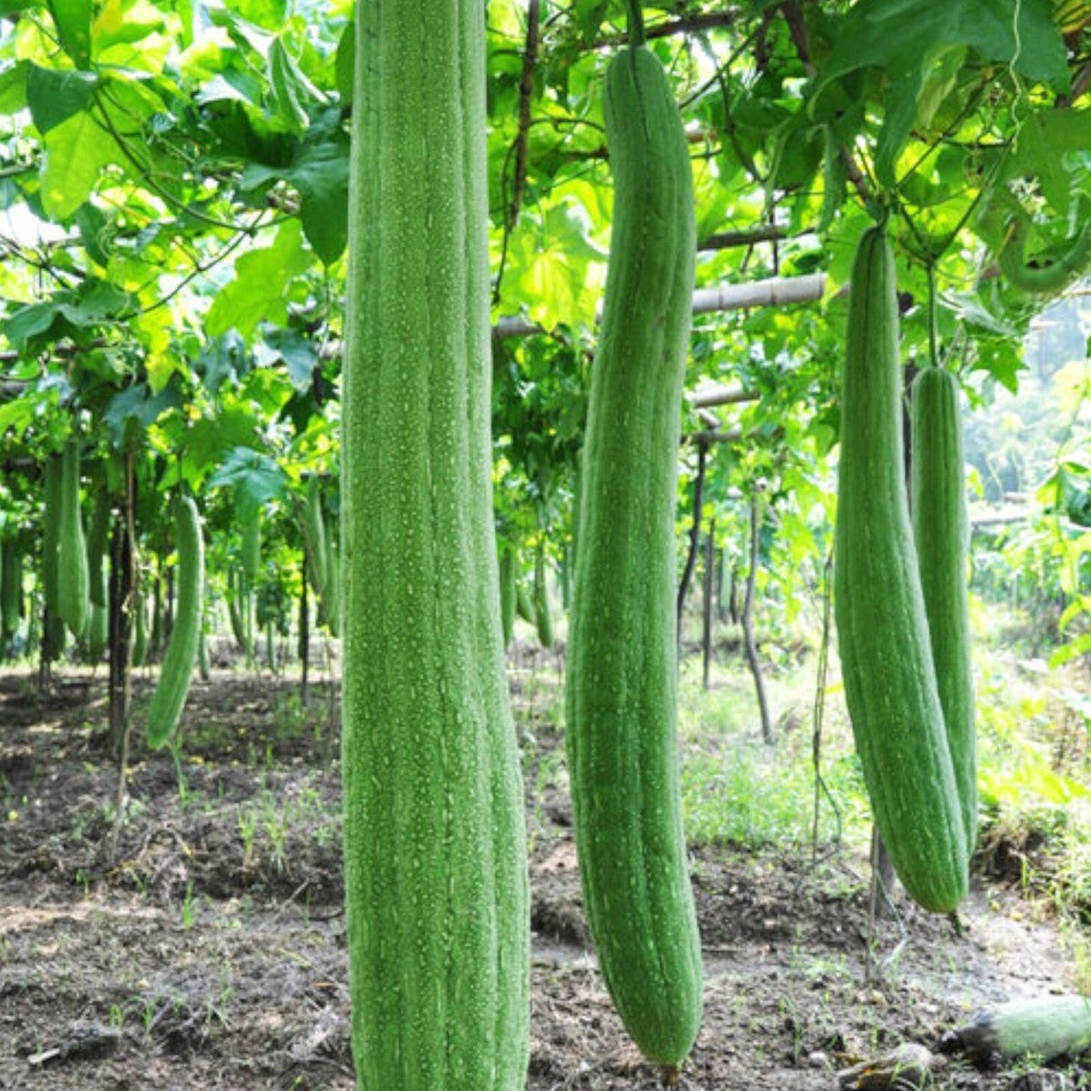 planting luffa gourd seeds Luffa (Loofah) Gourd Seeds for Planting – Heirloom, Non-GMO, Annual, E – Pure Asia Seeds